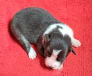 *Border Collie* suczka blue