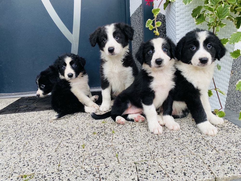 Border collie szczeniak