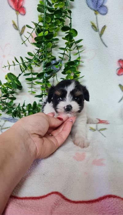 Yorkshire Beiwer mini de qualidade