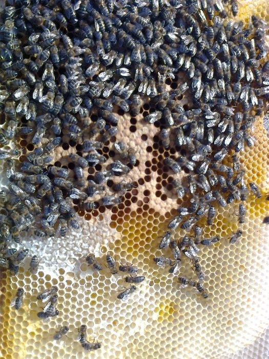 Enxames de abelhas (10 quadros) colmeia Reversível