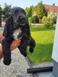 Cocker Spaniel Angielski piesek
