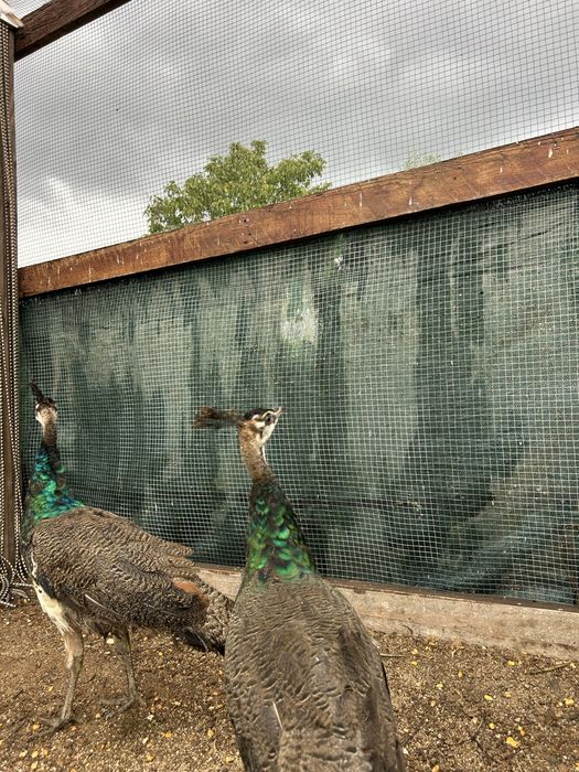 Pavoes jovens  filhos de pavoa branca