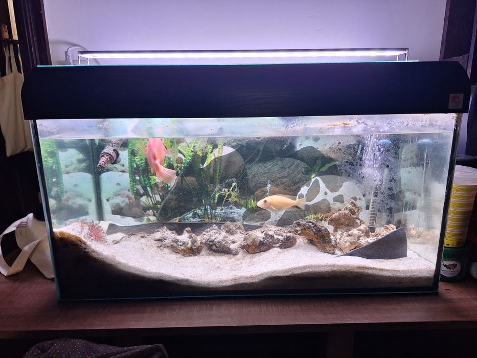 Akwarium okolo 100l