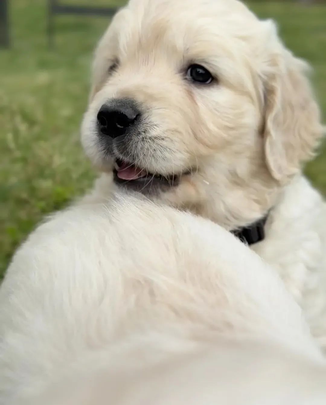 Golden Retriever, prześliczny piesek !!!