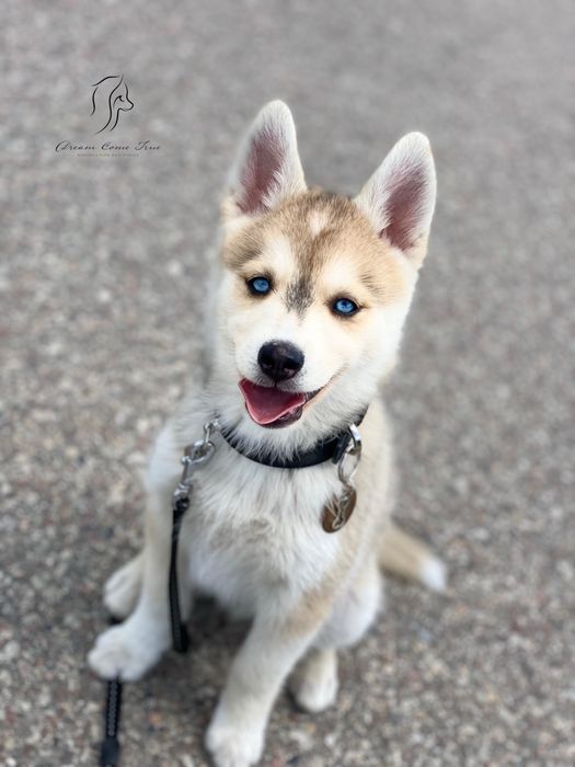 Pomsky ( Mini Husky )