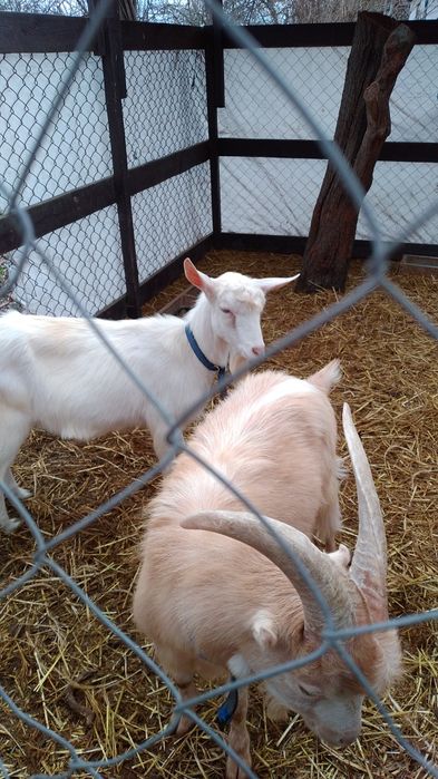 Кози Сімейна ферма розведення утримання