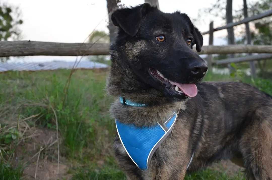 Fender - młody pies z głową pełną marzeń ADOPCJA