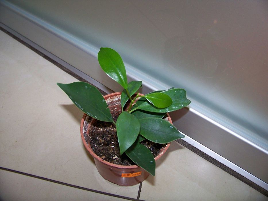 Фікус. Листя невелике, темно-зелене, глянцеве.