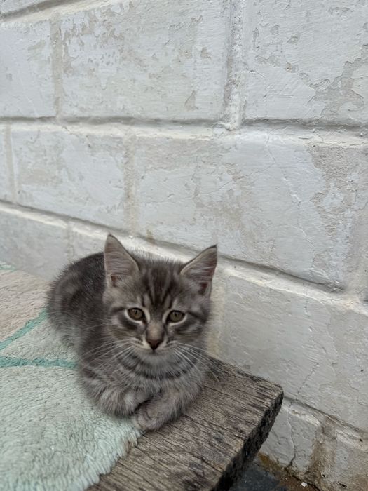 Кошеня у добрі руки