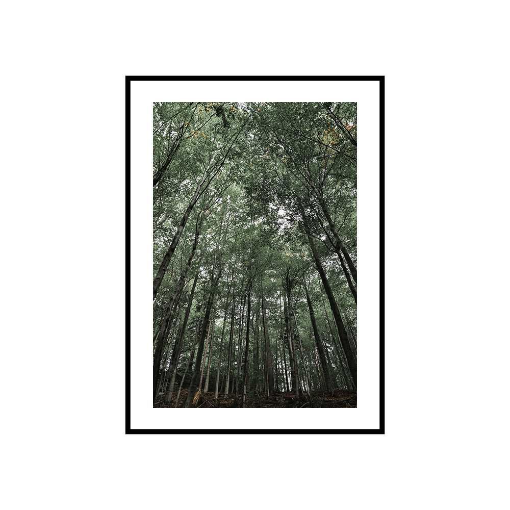 Plakat obraz zdjęcie format A3 30x40 cm las drzewa góry