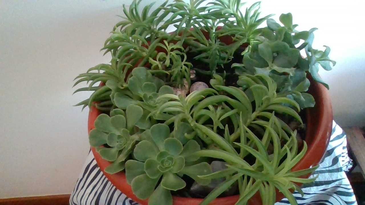 Taça com arranjo de SUCULENTAS (dão flores amarelas e vermelhas)