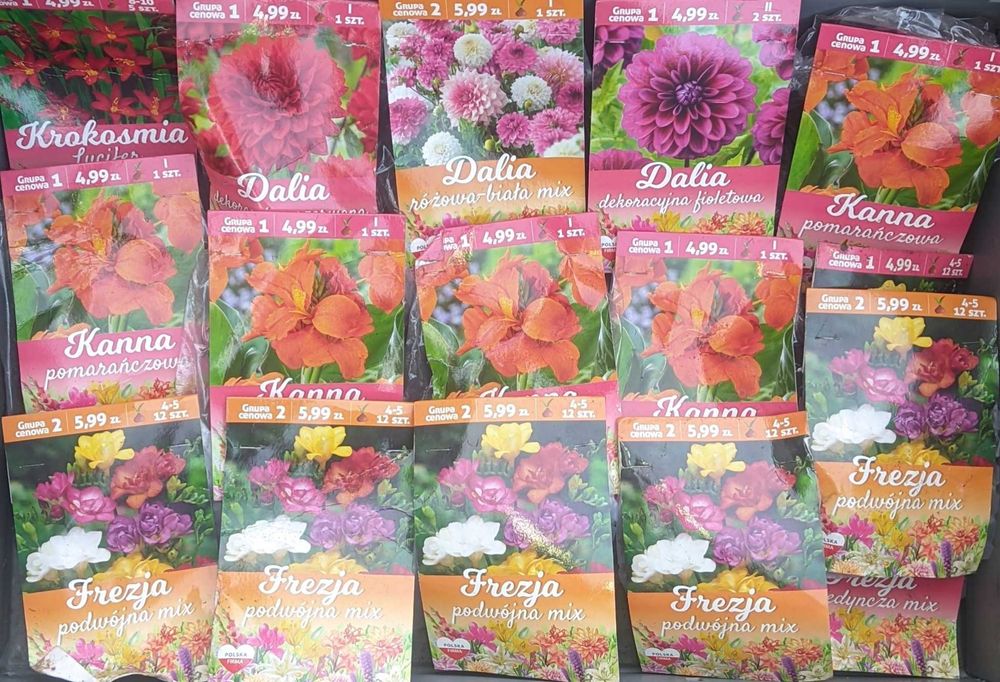 Cebulki mieczyki dalie frezje kanna byliny bulwy cebule mix 64 opakowa