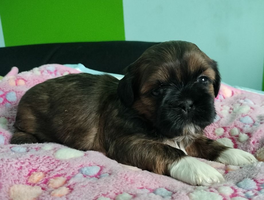 Brązowy piesek Shih Tzu