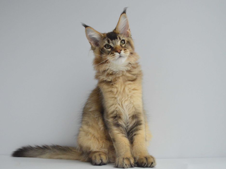 Мейн кун. Мальчик Neo 3мес.