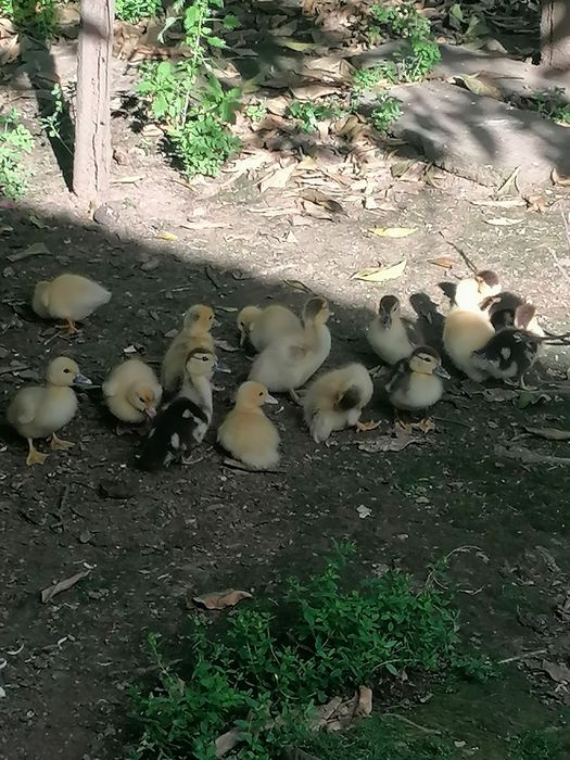 Patos mudos várias idades