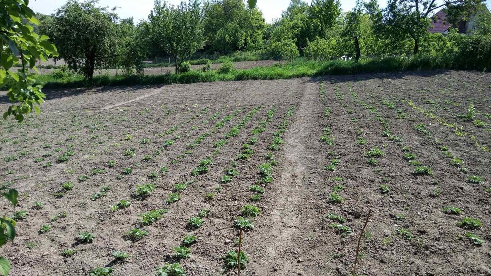 Зімельна ділянка 30 сот. с. Іванковичи під забудову