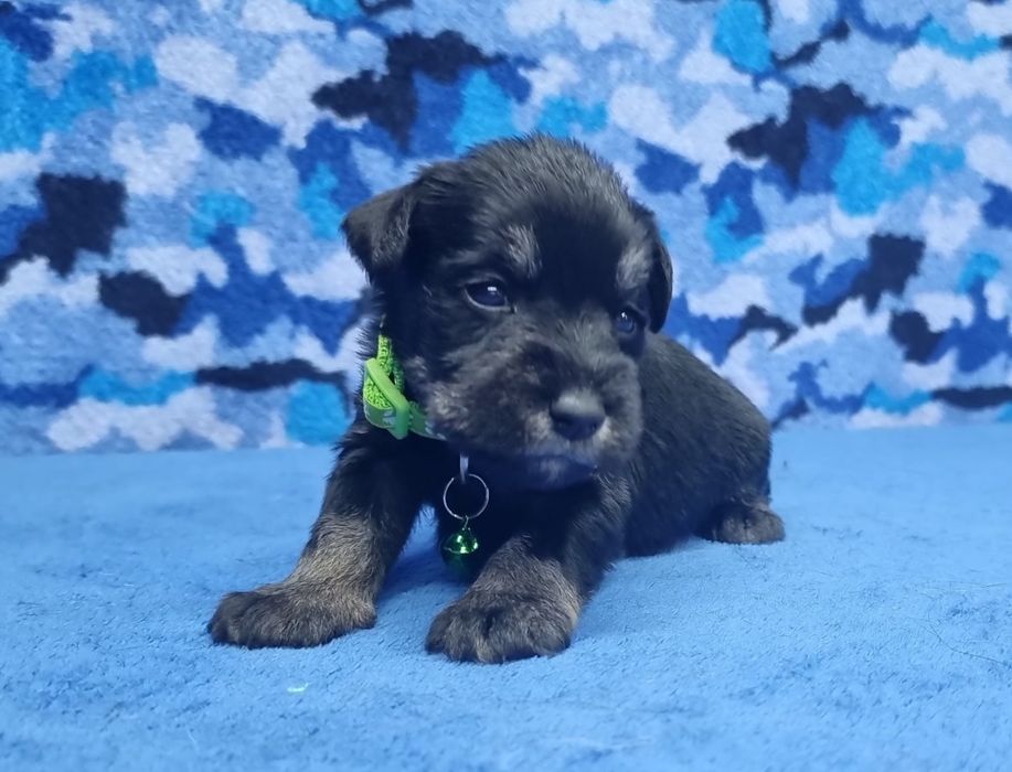 Цуценята цвергшнауцера