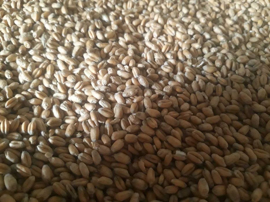 Pszenica ozima FENOMEN