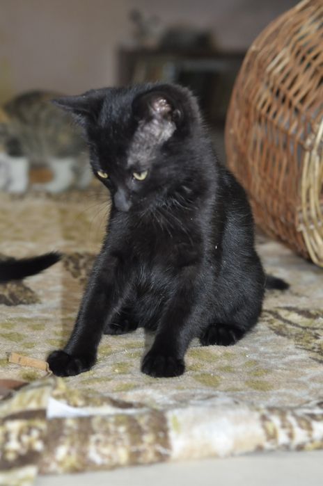 Кошеня шукає родину