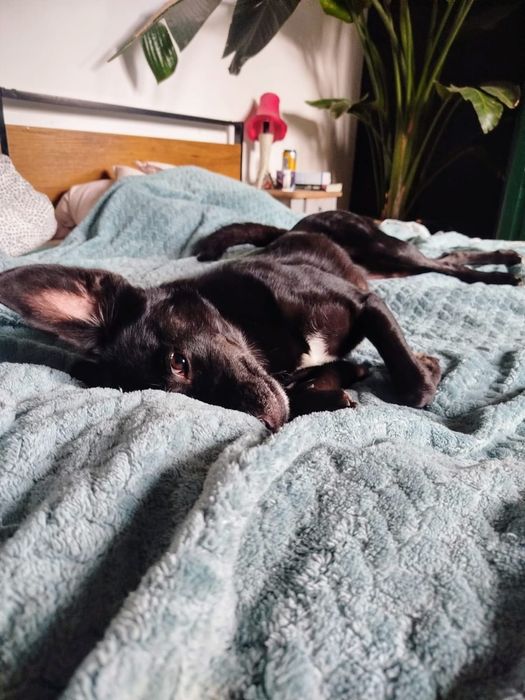 Bella szuka swojej rodziny