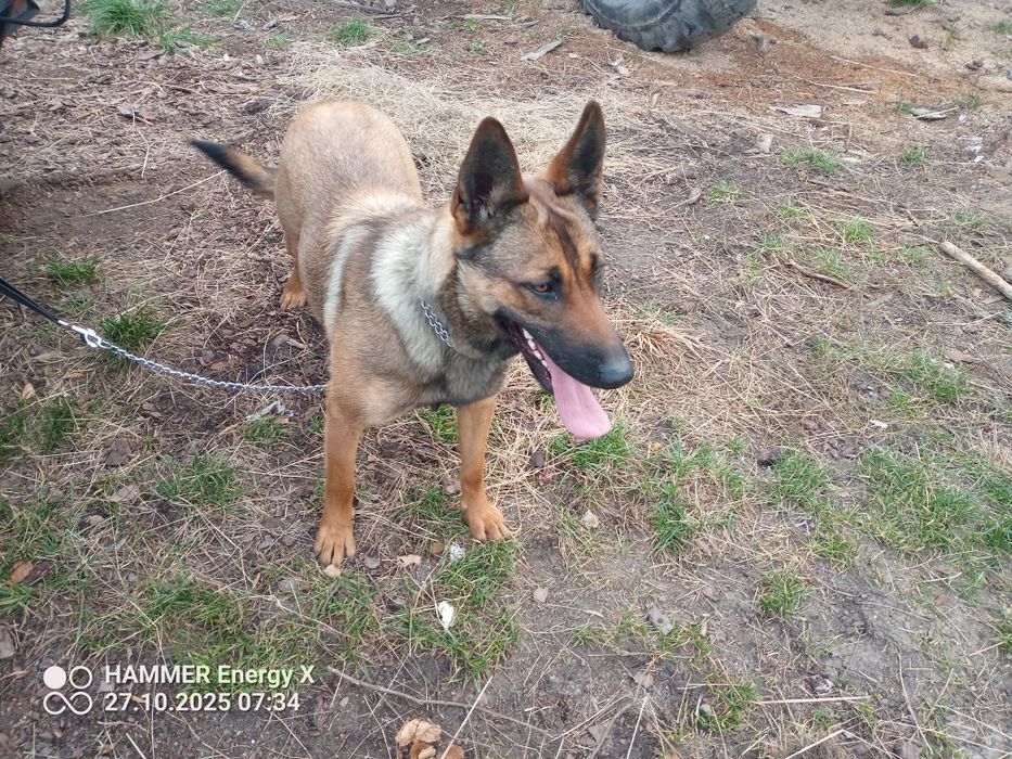 owczarek belgijski suczka 1,5 roku rodowód