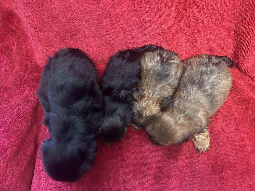 York Terrier miniaturka do 2-2,5kg Gotowe do odbioru