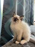 Kotka ragdoll rag n