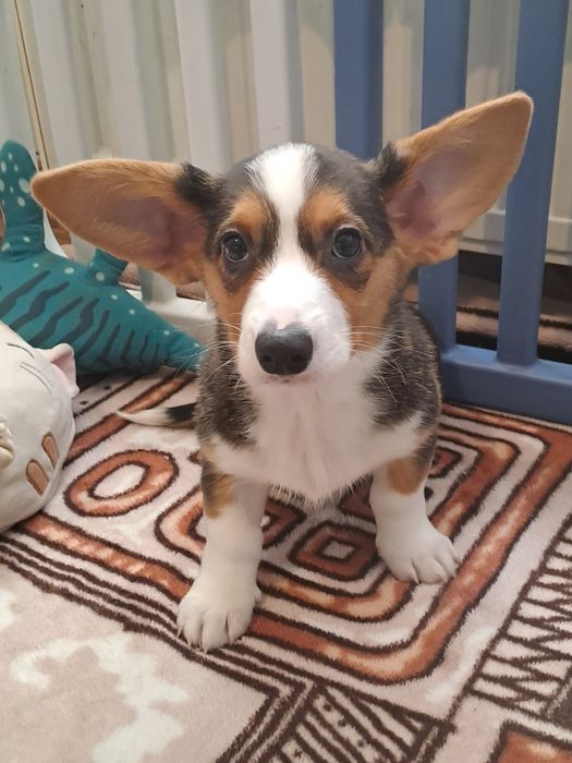 **SHIRO**sunia  Welsh Corgi Cardigan tricolor gotowa do odbioru