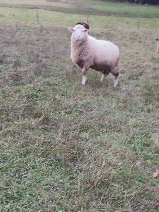 Sprzedam barana tryka