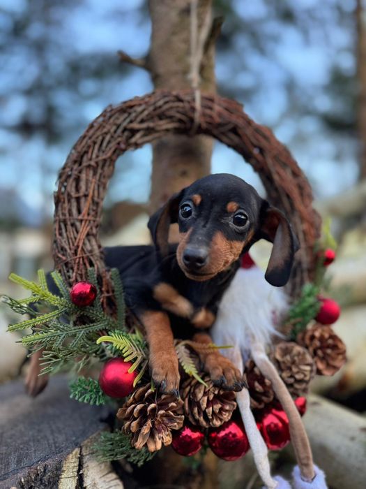 Jamnik krótkowłosy miniaturowy rodowód