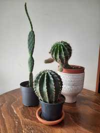 roslina doniczkowa kaktus 3 sztuki komplet