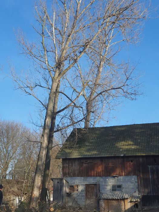 Tanio,wycena gratis.Wycinka drzew,uslugi mulczerem,rebakiem