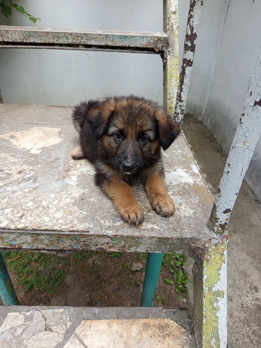 Щенки немецкой овчарки