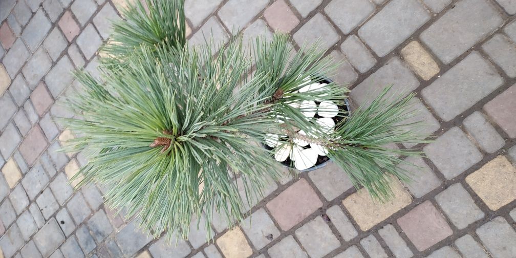 Сосна Pinus jeffreyi Joppi