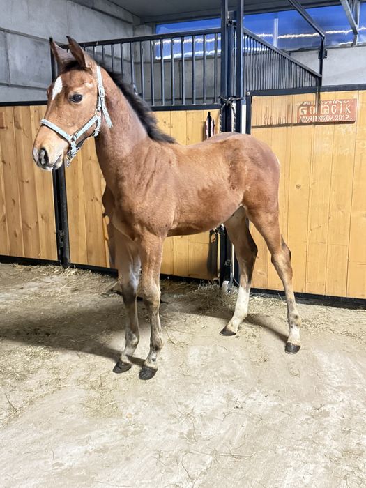 Źrebak/odsadek po Vincento des Forets