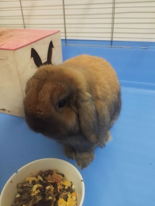 Króliczek minilop + akcesoria