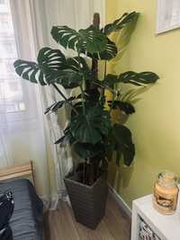 Monstera Deliciosa duża