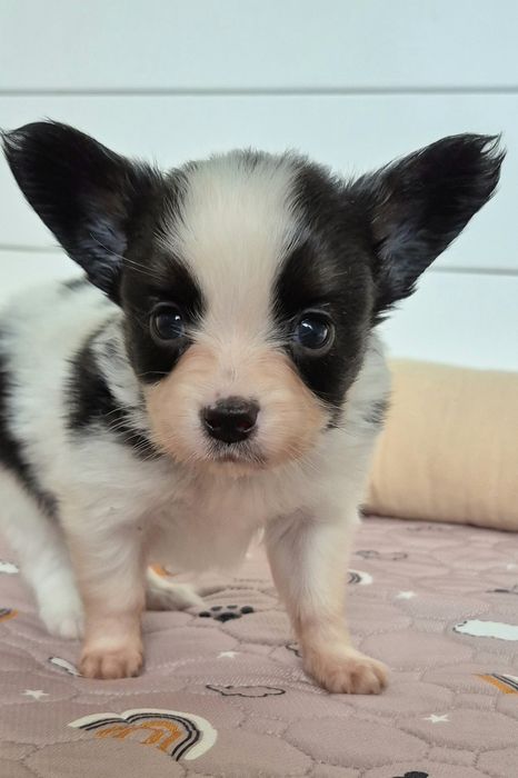 PAPILLON piesek ZKwP/FCI szczeniak spaniel kontynentalny miniaturowy