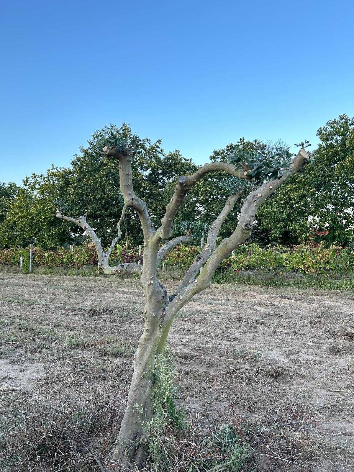Oliveiras de Jardim