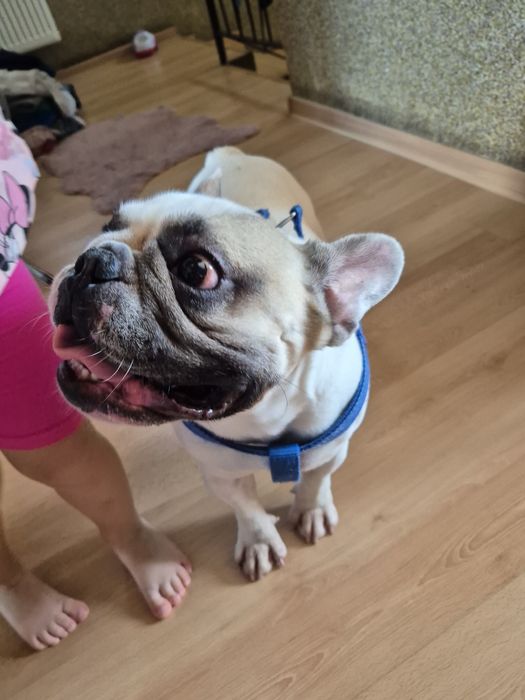 Buldog francuski