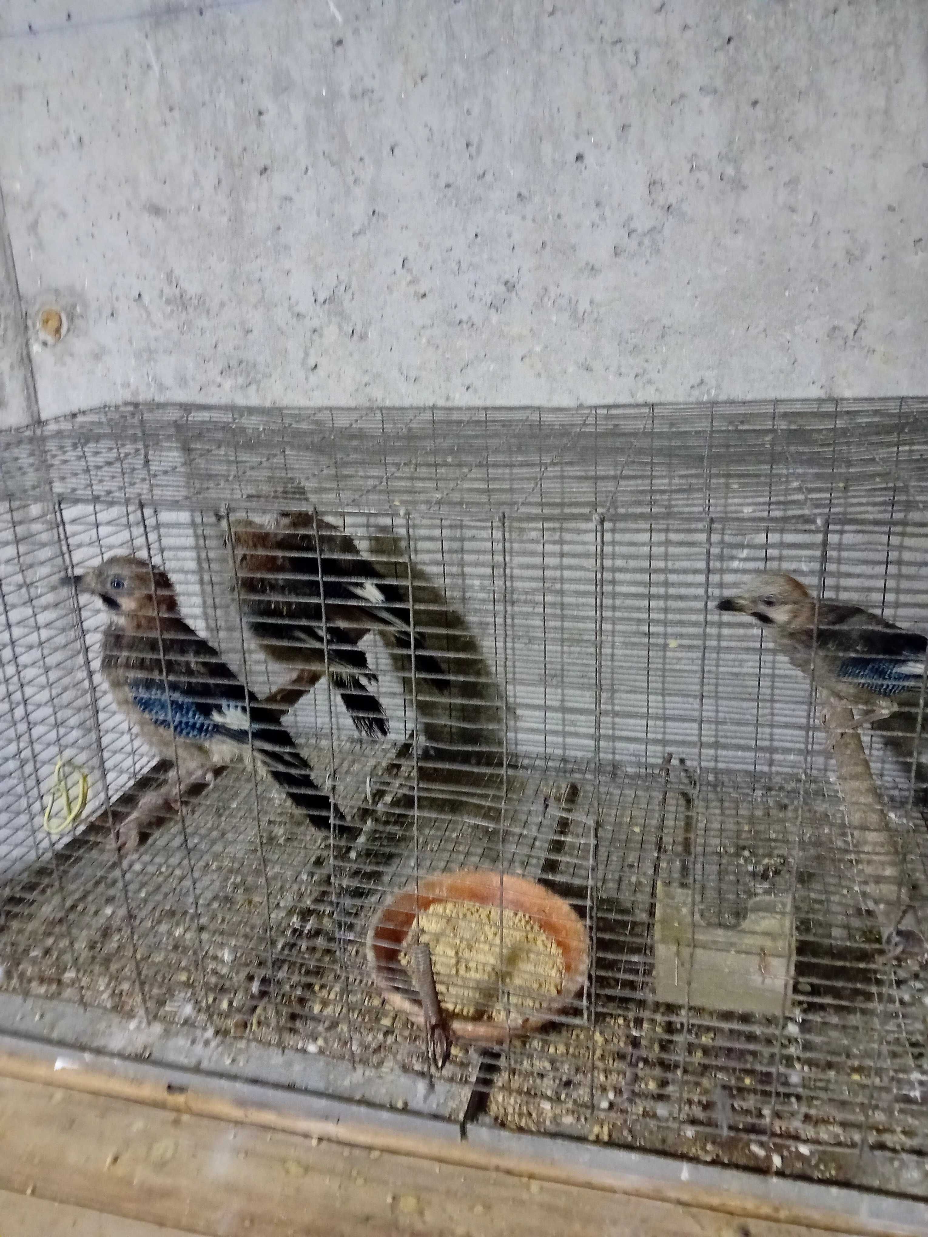 Aves para ceder ou trocar por outras aves