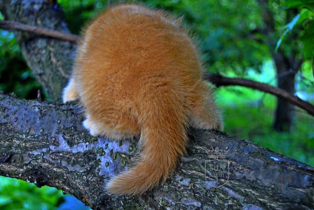 Розкішний рудий британсьий кошеня