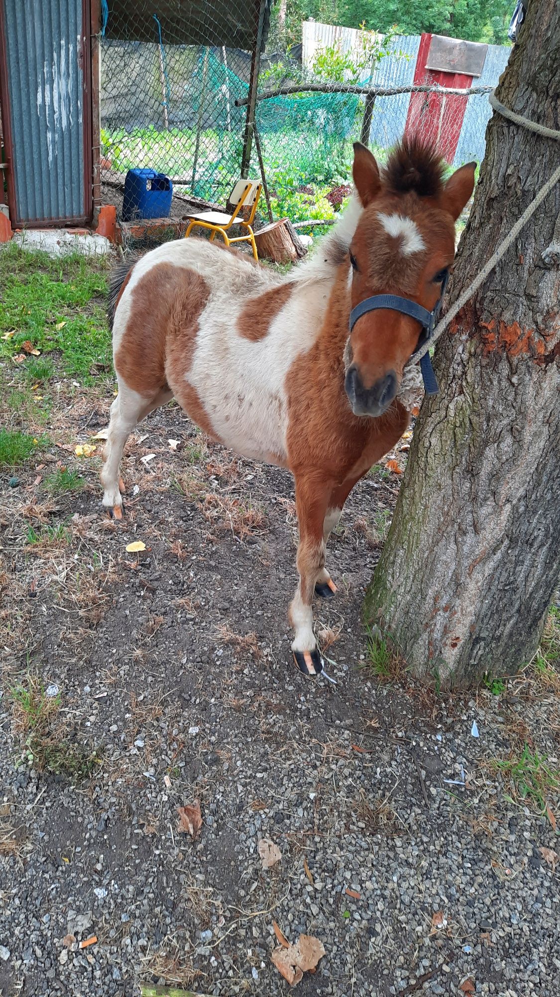 Ponei macho seis meses