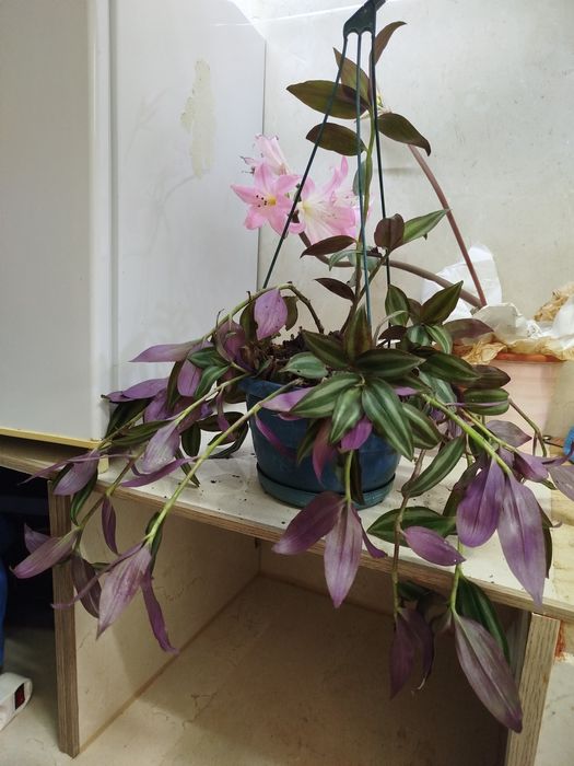 Planta natural Tradescantia zebrina,