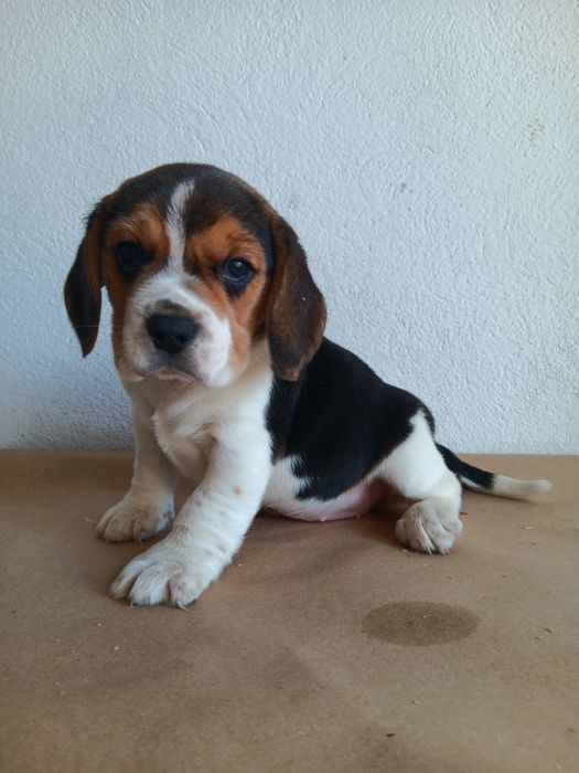 Beagle tricolor  porte pequeno