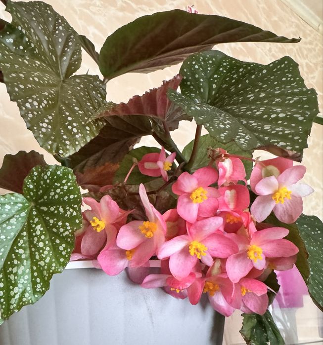 Бегонія кімнатна рослина