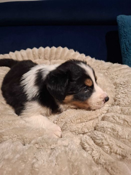 Border Collie Szczeniak black tri color