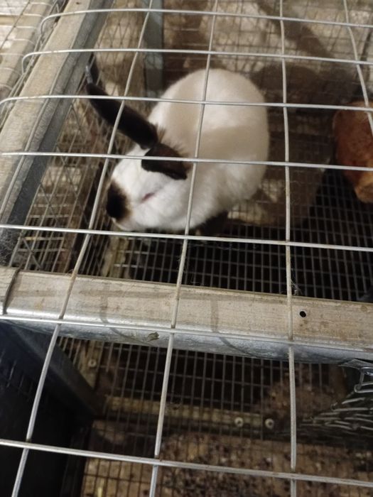 Кроли Панон, Колифорнийский