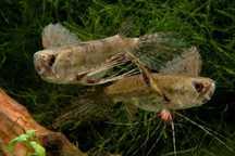 GB Motylowiec, ryba motyl (Pantodon buchholzi)