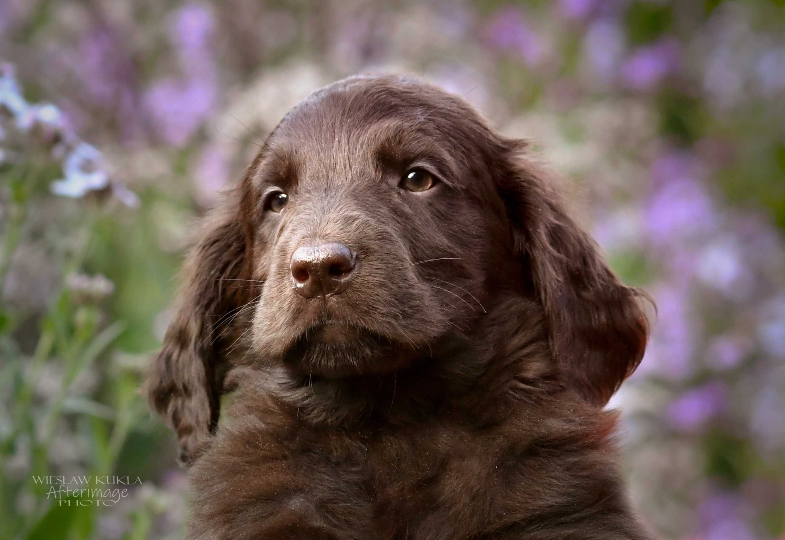 Flat-Coated Retriever-wątrobiana suczka